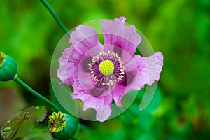 The beautiful violet-colored sleeping poppy flower