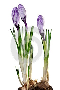 Beautiful violet Crocuses Magnoliopsida isolated on white background, including clipping path photo