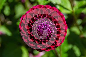 Beautiful violet dahlia flowers in the garden closeup