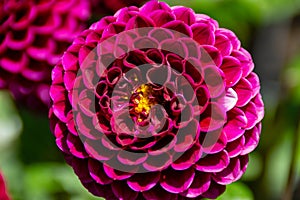 Beautiful violet dahlia flowers in the garden closeup