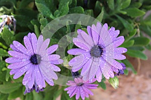 Beautiful, violet daisy flower. covered with rain drops. Summer touches.