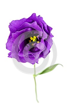 Beautiful violet eustoma flower