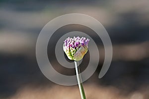 Beautiful violet flower of allium aflatunense