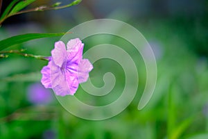 Beautiful violet flower blur background