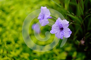 Beautiful violet flower blur background
