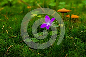 Beautiful violet flower in the grass on a green background