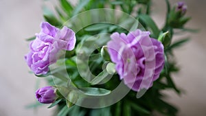 Beautiful Purple Flower Crysanthemum Closeup