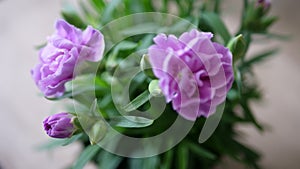 Purple Flower Crysanthemum Closeup