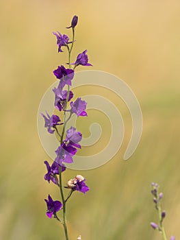 Beautiful violet flower in a wheat field in the summer