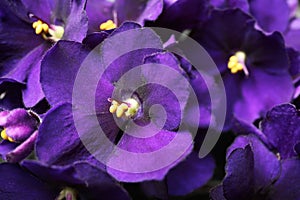 Beautiful violet flowers as background, closeup. Plant for house decor