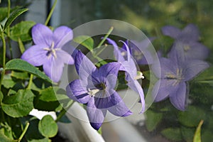 Beautiful violet flowers of balloon bellflower reflect in the window. Platycodon grandiflorus. Balcony greening