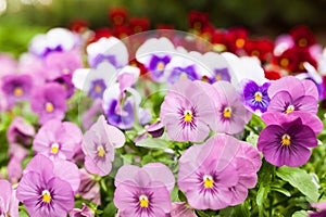 Beautiful violet flowers