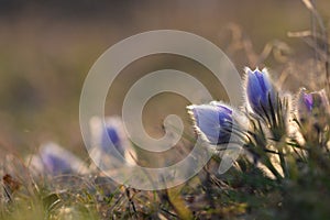 Beautiful violet flowers on a meadow at sunset. Beautiful Pasque flower (Pulsatilla grandis)