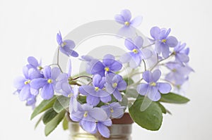 Beautiful violet flowers photo
