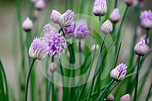 Beautiful violet flowers of wild onion blooms in garden