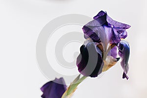 Beautiful violet iris flower on background of white wall in room. Aesthetics. Iris petals close up