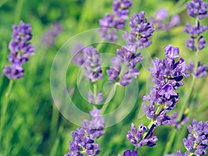Beautiful violet Lavender blooming in green meadow