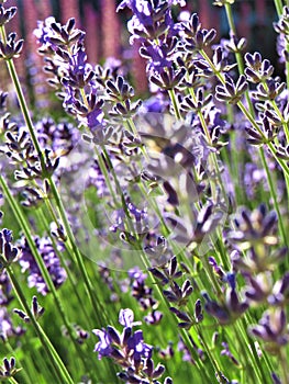 Beautiful violet lavender flower buds and stems close up on the green background