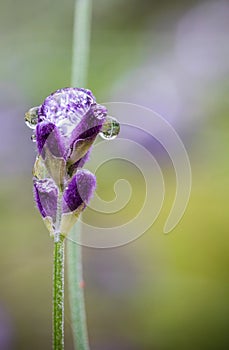 Beautiful violet lavender flower close up with drop of rain water in blurred green background