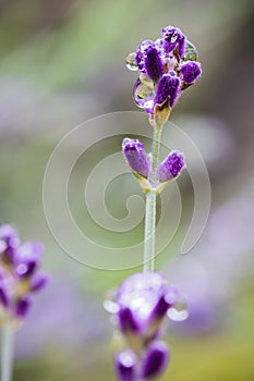 Beautiful violet lavender flower close up with drop of rain water in blurred green background