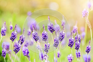 Beautiful violet lavender flowers in the garden.