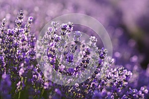 Beautiful violet lavender flowers in soft focus.