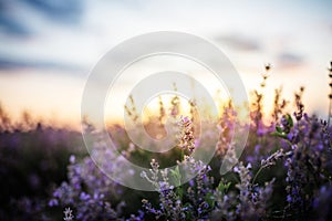 Beautiful violet lavender in the rays of light, fairy tale landscape.