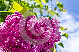 Beautiful violet lilac close up