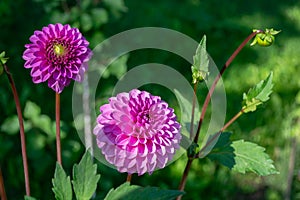Beautiful violet-lilac dahlia flowers in the garden under the morning sun