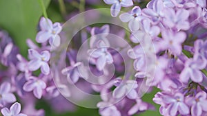 Beautiful violet lilac flower easter design close-up. Gorgeous lilac flowers. Nature backdrop. Pan down.