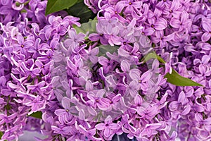 Beautiful violet  Lilac flowers  background.Border design closeup.Spring background