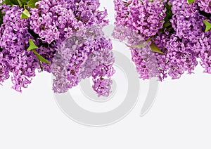 Beautiful violet  Lilac flowers on white background.Border design closeup, copy space for text ,flat lay.Spring background