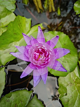 A beautiful violet lotus flower blooming over the water in lotus pot.