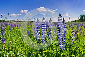 Beautiful violet lupines in a bright green grass against the background of the blue sky with white clouds in sunny day