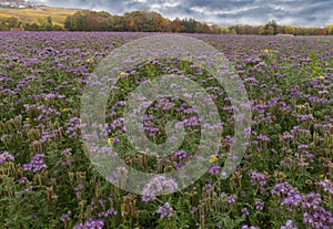 Beautiful violet meadow