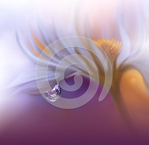 Beautiful Violet Nature Background.Abstract Wallpaper.Colorful Daisy Flowers.Celebration,love.Holidays.White Background.