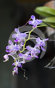 Beautiful violet orchid flower and green leaves background in the garden