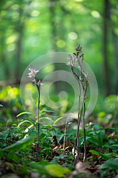 Beautiful violet orchid Violet Limodore or Violet bird\'s-nest orchid (Limodorum abortivum)