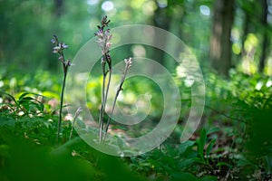 Beautiful violet orchid Violet Limodore or Violet bird\'s-nest orchid (Limodorum abortivum)