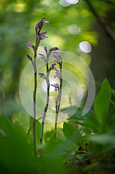 Beautiful violet orchid Violet Limodore or Violet bird\'s-nest orchid (Limodorum abortivum)