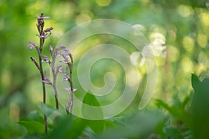 Beautiful violet orchid Violet Limodore or Violet bird\'s-nest orchid (Limodorum abortivum)