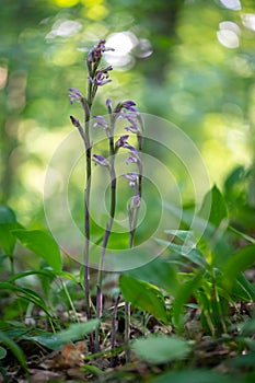 Beautiful violet orchid Violet Limodore or Violet bird\'s-nest orchid (Limodorum abortivum)