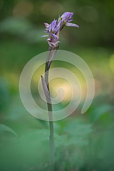 Beautiful violet orchid Violet Limodore or Violet bird\'s-nest orchid (Limodorum abortivum)