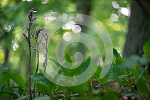 Beautiful violet orchid Violet Limodore or Violet bird\'s-nest orchid (Limodorum abortivum)