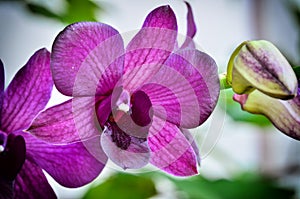 Beautiful violet orcid in nature