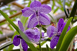 Beautiful violet orhidaeceae Vanda coerulescens
