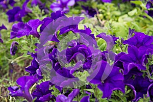 A beautiful violet Petunia in a green soil background.