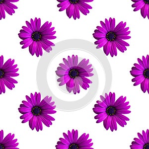 Beautiful violet and pink daisy flower heads or capitulum seamless pattern on the white background. Top view of flowers
