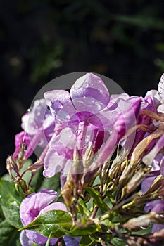 Beautiful violet-pink flowers in drops after rain on a dark natural background. Close-up