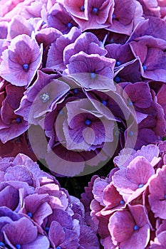 Beautiful violet and pink hydrangea or hortensia flower close up. Blooming Hydrangea macrophylla bushes